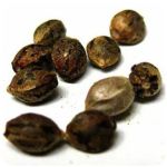 Семена марихуаны АК-47  (Seeds AK-47) в Электрогорске